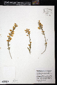 Cytisus pseudoprocumbens image