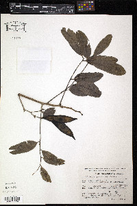 Dalbergia granadillo image