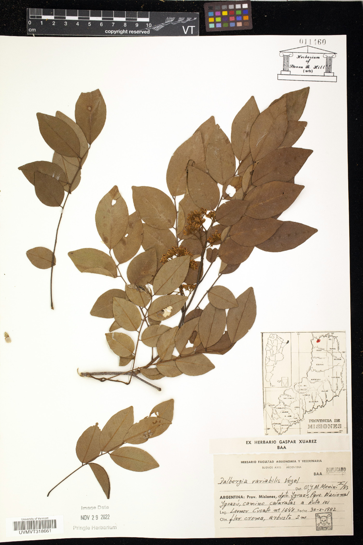 Dalbergia variabilis image