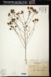 Dalea pinnata image