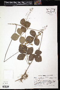 Desmodium axillare image