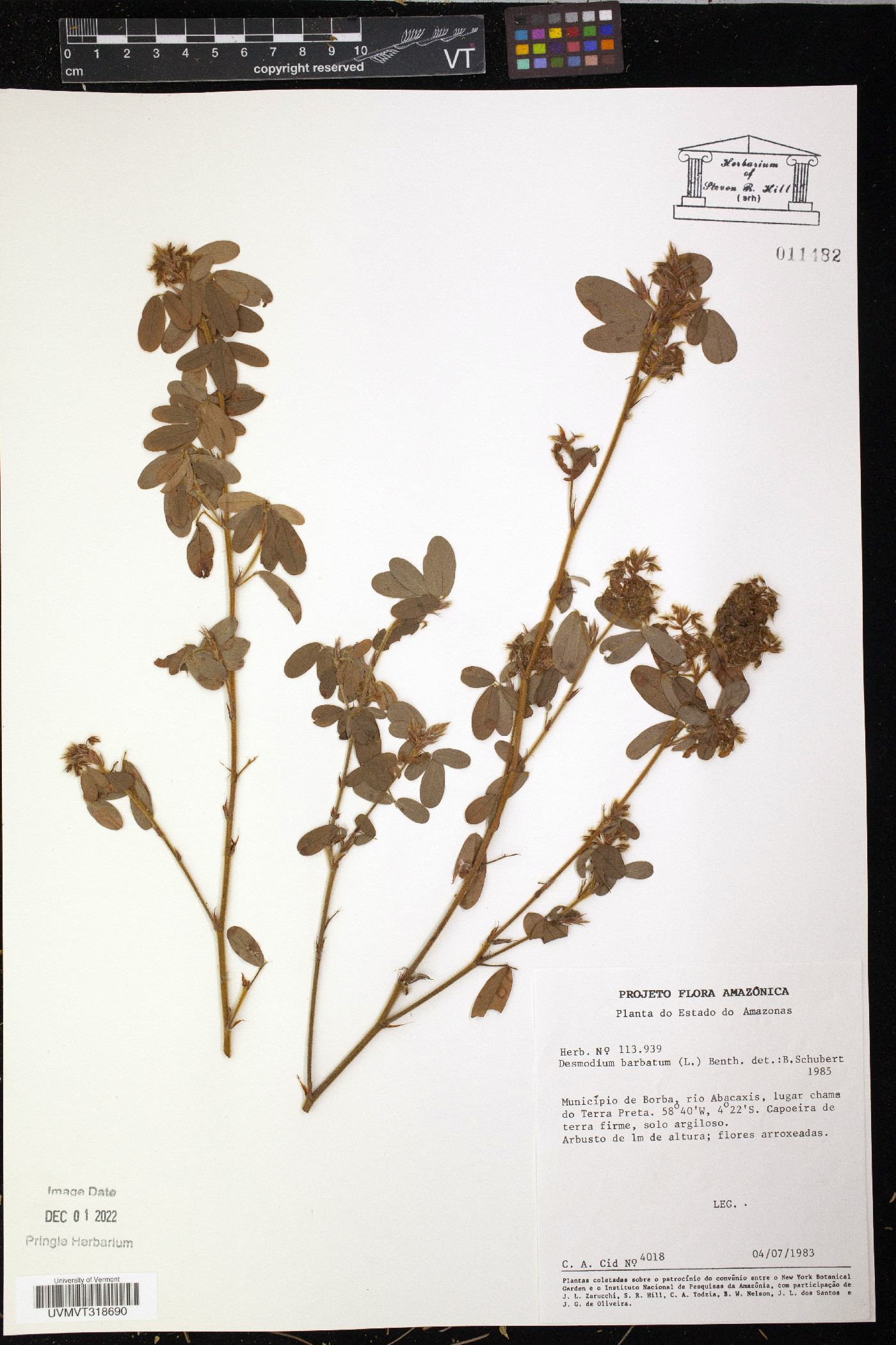 Desmodium barbatum image