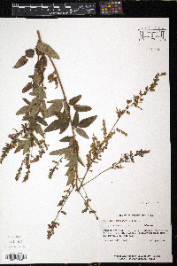 Desmodium canadense image