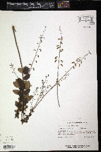 Desmodium ciliare image