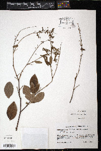 Desmodium incanum image