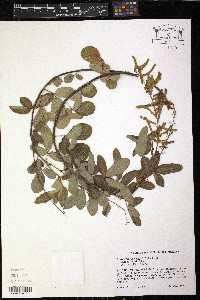 Desmodium incanum image