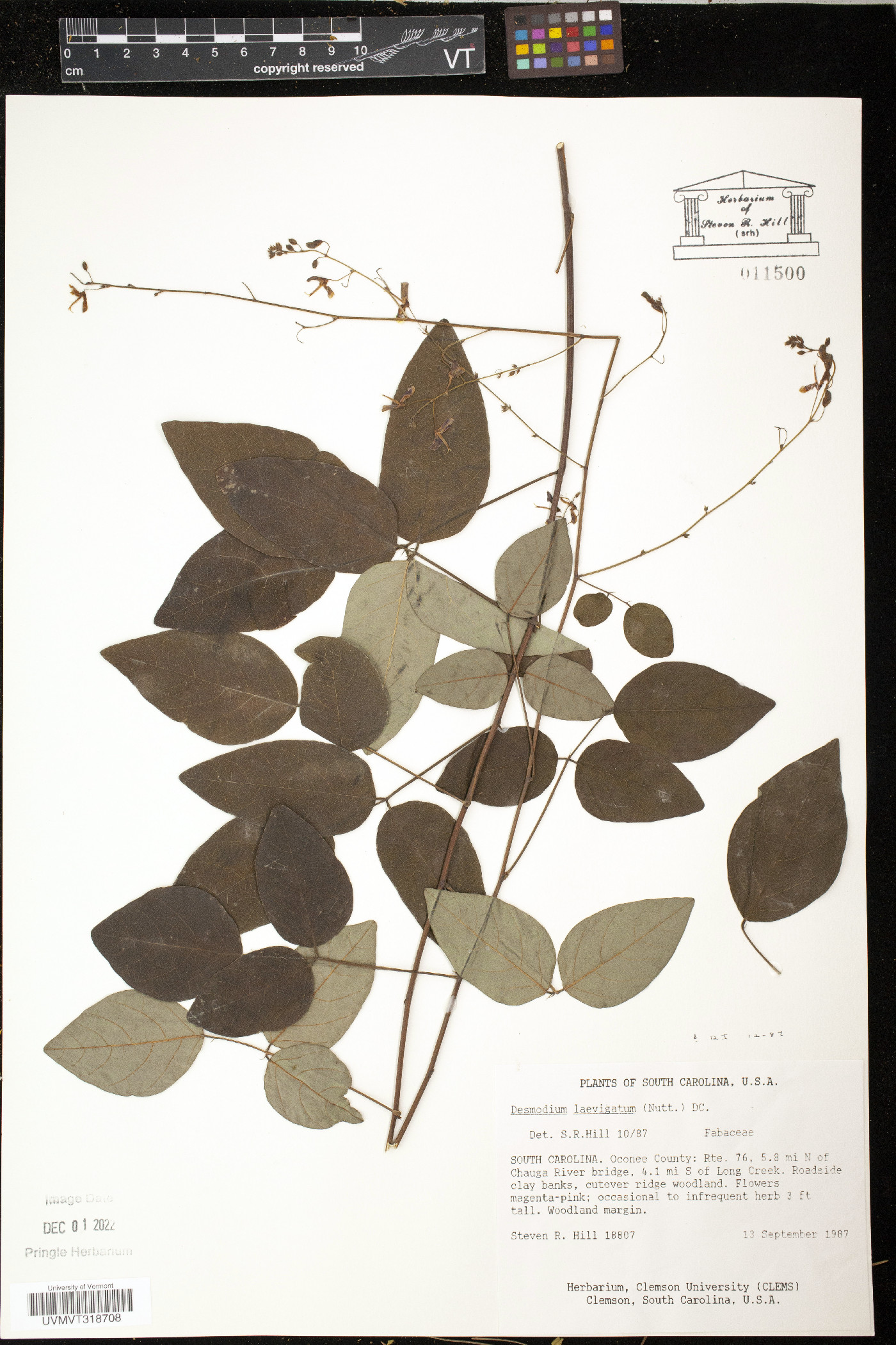 Desmodium laevigatum image