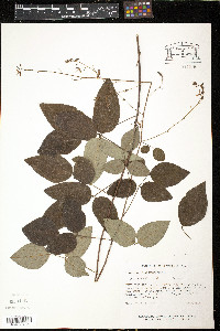 Desmodium laevigatum image