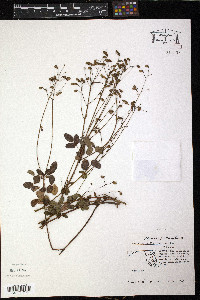 Desmodium marilandicum image