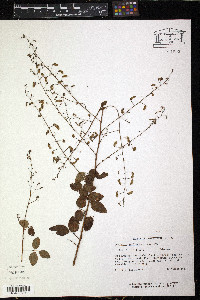 Desmodium marilandicum image