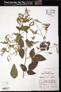 Desmodium perplexum image