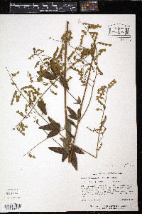 Desmodium perplexum image