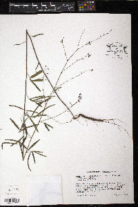 Desmodium tenuifolium image