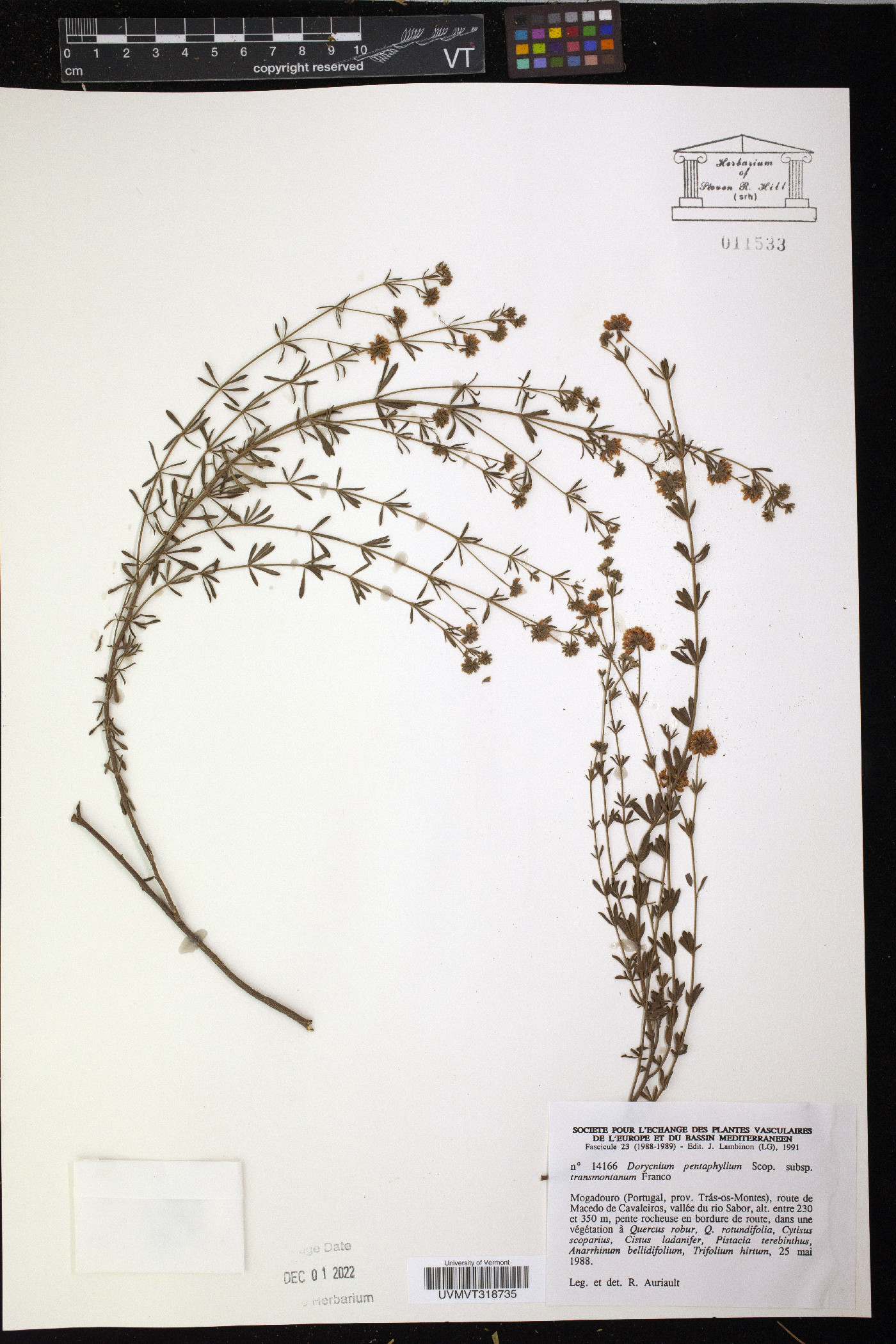 Dorycnium pentaphyllum image
