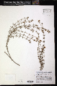 Dorycnium pentaphyllum image