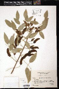 Erythrina crista-galli image