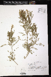 Eysenhardtia texana image