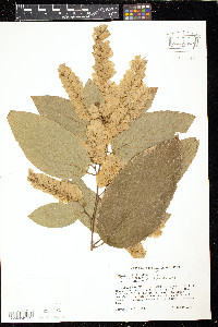 Flemingia strobilifera image