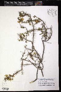 Genista anglica image