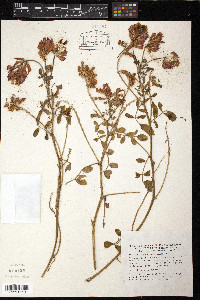 Hedysarum coronarium image