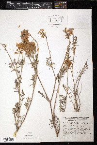 Image of Hedysarum humile