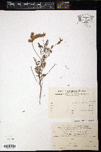 Hedysarum spinosissimum image