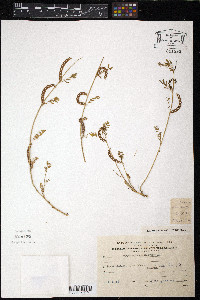 Hippocrepis unisiliquosa image