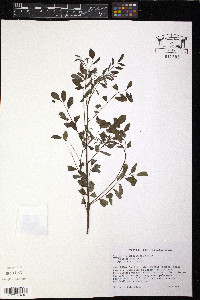 Indigofera caroliniana image