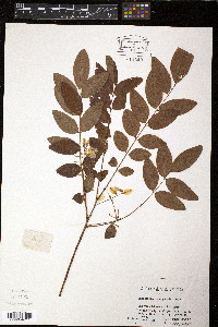 Indigofera decora image