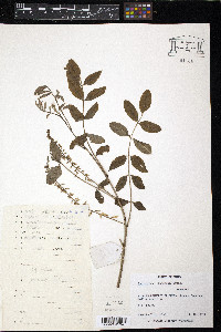 Indigofera decora image