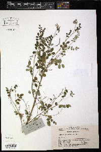 Indigofera pseudotinctoria image