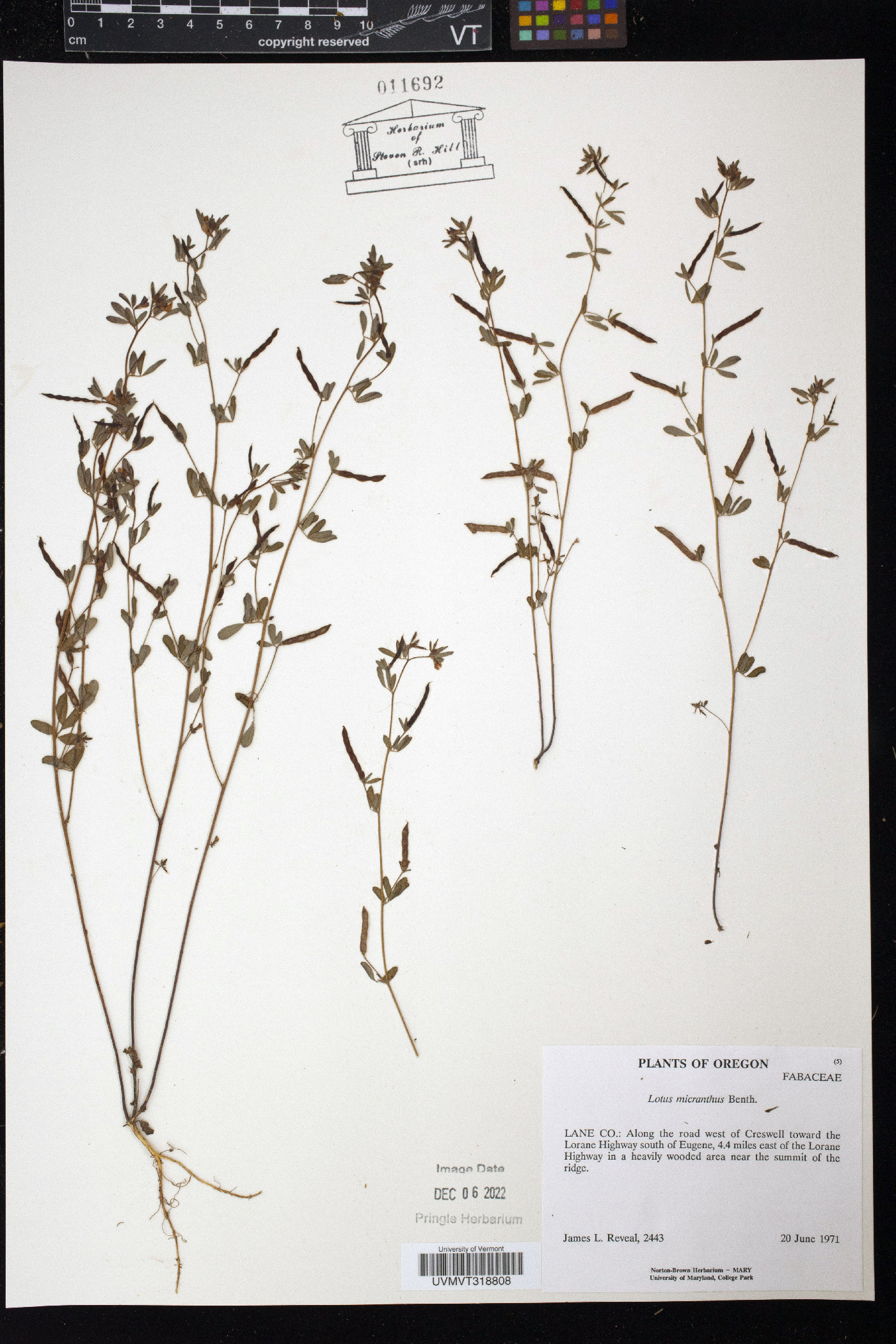 Lotus micranthus image