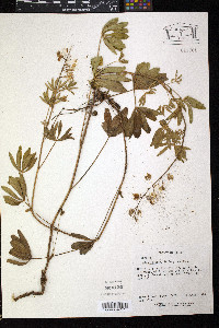 Lupinus albicaulis image