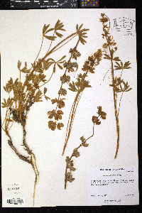 Lupinus confertus image