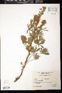 Lupinus gibertianus image