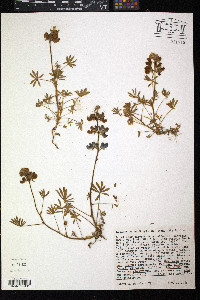 Lupinus nanus image