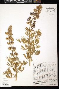 Lupinus propinquus image