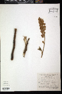 Lupinus stipulatus image