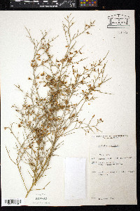 Mirbelia viminalis image