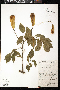 Myroxylon balsamum image