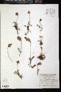 Onobrychis montana image