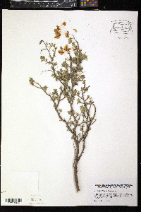 Image of Ononis fruticosa