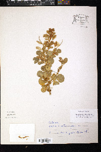 Ononis rotundifolia image