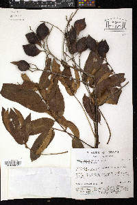 Ormosia excelsa image