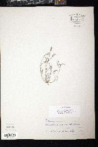 Ornithopus pinnatus image