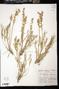 Oxytropis lambertii var. articulata image