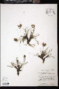 Oxytropis borealis var. hudsonica image