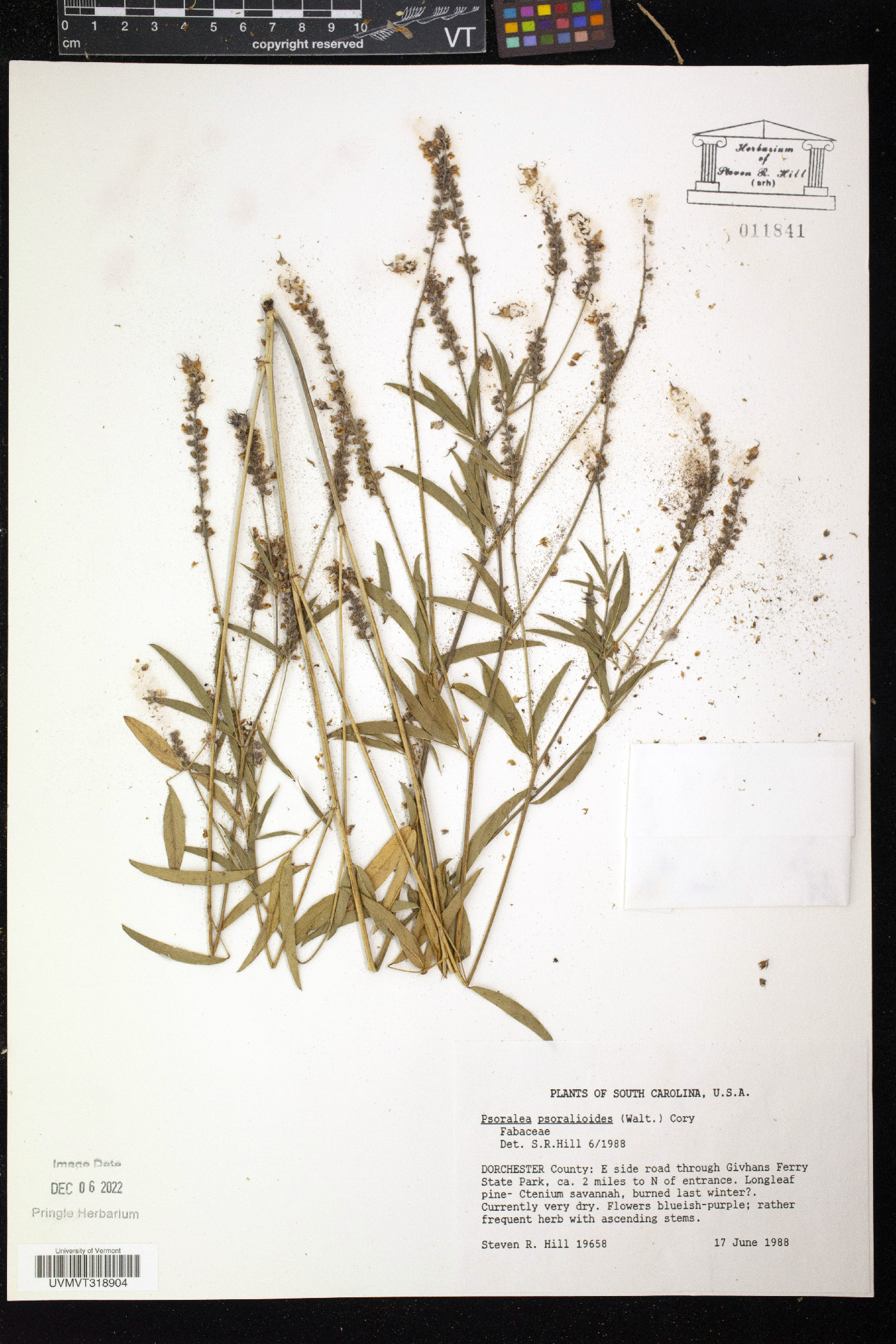 Orbexilum pedunculatum var. psoralioides image