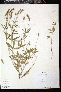 Orbexilum pedunculatum var. psoralioides image