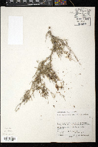 Psorothamnus fremontii image